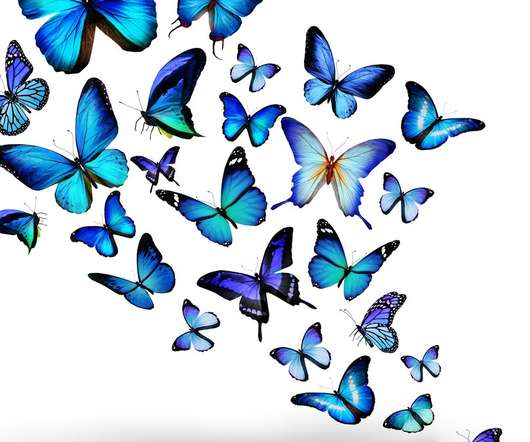 Бабочек легкая стая. Много бабочек. Стая бабочек. Бабочки на белом фоне. Стая бабочек на белом фоне.
